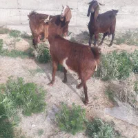 بز جوان شیری دوقلو زا