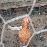 گلین وسیبرایت|حیوانات مزرعه|خان ببین, |دیوار