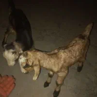 کهره شیری یکیش نر یکیش ماده دونه ۳۶۰۰مقطوع