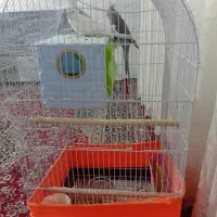 عروس مولد جفت