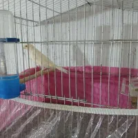 فروش ماده قناری سفید