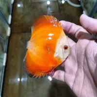 دیسکس،ماهی