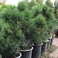 طراحی واجری فضای سبز خودرابه مابسپارید