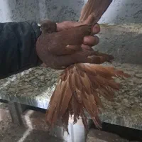 زیل کفتر