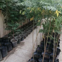 زیتون تلخ غیر مثمر