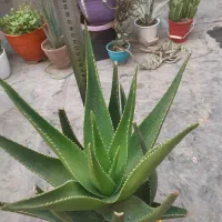 آگاو ابلق
