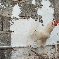 خروس گلین جوان تاج گردویی|حیوانات مزرعه|زرند, |دیوار