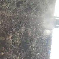 سیب زمینی تازه خوب ۱۰ عدد کیسه کیلوی ۲۵۰۰۰هزار