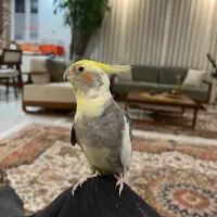 طوطی عروس هلندی