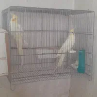 جوجه لوتیتو گلباغالی البینو موجود است