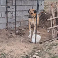 سگ عراقی|سگ|هوراند, |دیوار