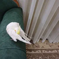 عروس هلندی نر|پرنده|مشهد, عبادی|دیوار