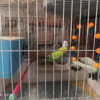 مرغ عشق|پرنده|بوکان, |دیوار