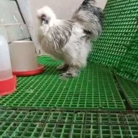 خروس ابریشمی