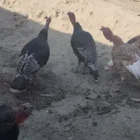 بوقلمون خروس