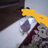 کبوتر،کفتر طوقی سرخ