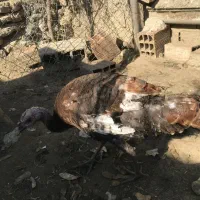 بوقلمون|حیوانات مزرعه|نوکنده, |دیوار