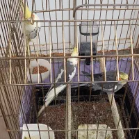 عروس هلندی|پرنده|خرم‌آباد, |دیوار