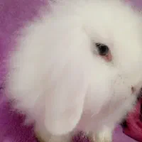 خرگوش و همستر