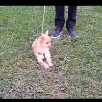 توله نر سایز ریز|سگ|مشهد, الهیه|دیوار