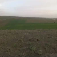 زمین مزروعی دیم بیله سوار