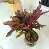 گل و گیاه آپارتمانی کروتون