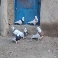 طوقی|پرنده|کبودرآهنگ, |دیوار