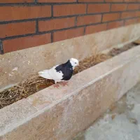 معاوضه با هم چیز اکانت پول وسیله