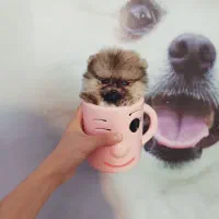 پامرین/مالتیز/شیتزو