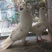 کبوتر کفتر چند جفت عالی|پرنده|فردیس, قریشی|دیوار