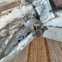 که وبار