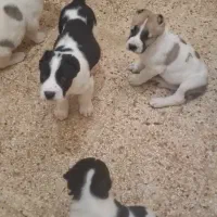 توله آلابای|سگ|آبعلی, |دیوار