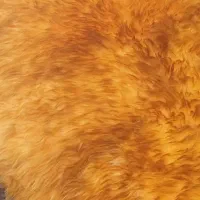 خز ی|پشتی|سراوان, |دیوار