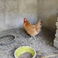 مرخ تخمگذاری