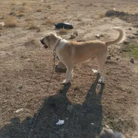 توله عراقی ۱۴ ماهه