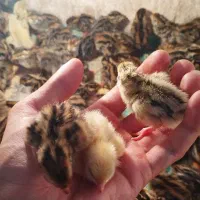 جوجه بلدرچین و بالغ و تخم