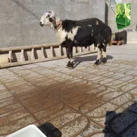 بره قوچ لخت پوست گاوی|حیوانات مزرعه|بروجرد, |دیوار