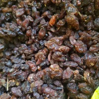 کشمش پاک شده عسکری کیسه 30 کیلو|خوردنی و آشامیدنی|کوار, |دیوار