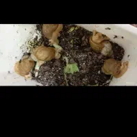 حلزون|خزنده|چهاردولی, |دیوار