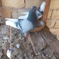 کبوتر|پرنده|آران و بیدگل, |دیوار