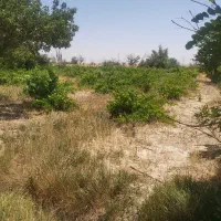 زمین سند ۶دانگ تک‌ برگ رسول آباد