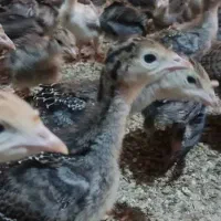 جوجه بوقلمون 20روزه بوربن و برنز|حیوانات مزرعه|شهریار, رزکان|دیوار