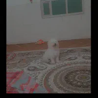 سگ گمشده
