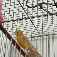 قناری مست شش دانگ