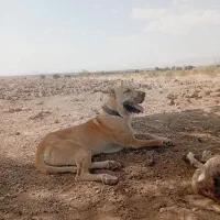 سگ ماده|سگ|زاوه, |دیوار