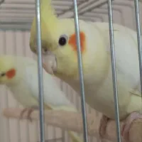 عروس هلندی جفت