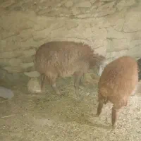 بره ماده|حیوانات مزرعه|آشخانه, |دیوار