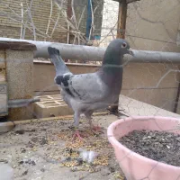 کفتر پلاکی سبز مسافتی