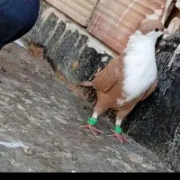 کفتر کبوتر رنگی معاوضه با کفتر پرش یا نقد|پرنده|مشهد, شهید شهریاری|دیوار