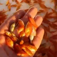 ماهی قرمز|ماهی|گرگان, |دیوار